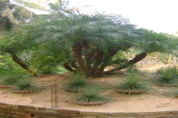 Sabujban Resort Plants